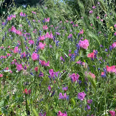 Vitamin Sea Apartman Özdere