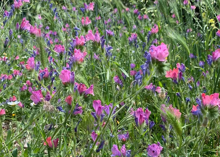 Vitamin Sea Lägenhet Özdere